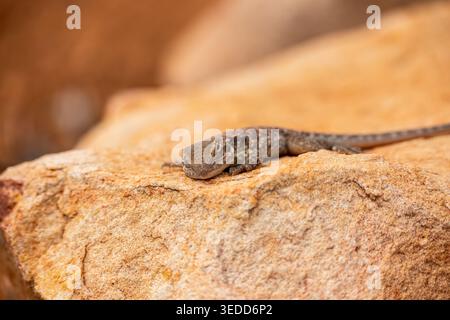 An Ornate Crevice Dragon (Ctenophorus ornatus) basks in the sun on warm ochre granite, its cryptic grey-brown scales providing perfect camouflage. Stock Photo