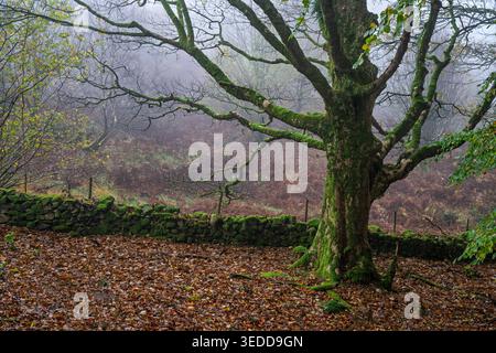 A spooky tree covered in moss in a misty autumn woodland in the English countryside. Stock Photo