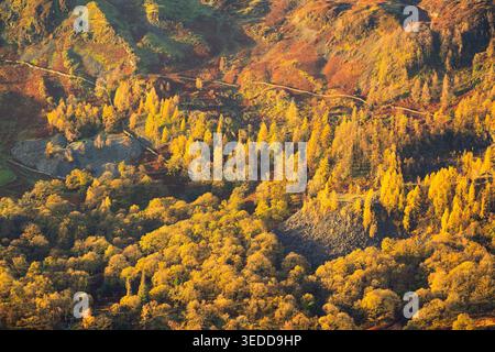 Autumn colours on trees in The English Lake District, UK. Stock Photo