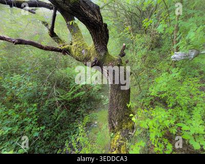 In a quaint woodland grove, an old dead tree trunk twists and turns, its gnarled shape contrasting beautifully with the vibrant green foliage surround Stock Photo