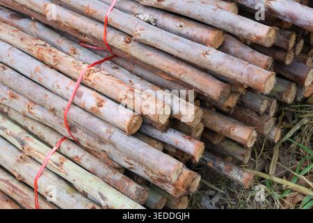 Stack of long straight wooden branches tied securely with thin red plastic twine resting horizontally dry natural grass outdoor portraying calm and ru Stock Photo