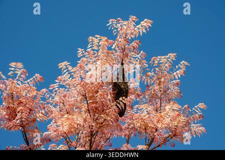 Large swarm of honey bees hanging on a tree branch. Stock Photo
