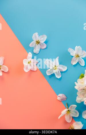seasonal spring flowers on blue and pink split background design. Stock Photo