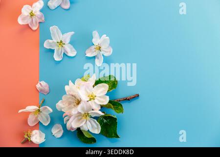 seasonal spring flowers on blue and pink split background design. Stock Photo