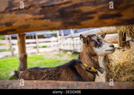 Domestic brown and white horned goat with a beard, standing contentedly in a rural farm environment Stock Photo
