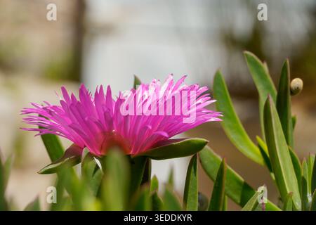 Vibrant pink Ice Plant flower (Carpobrotus edulis) blooming in the sun with a tiny snail on a succulent leaf, Mediterranean coastal flora, macro. Stock Photo