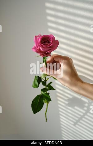 Hand holding a single beautiful pink rose against a white wall with soft window blind shadows Stock Photo