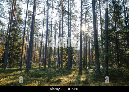 Tall pine and birch trees in a sunlit autumn forest with bright sun rays streaming through the branches Stock Photo
