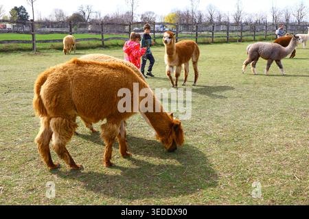 Alpacas grazing on grass in farm or biopark area with visitors walking among animals. Alpacas (Vicugna pacos) Stock Photo