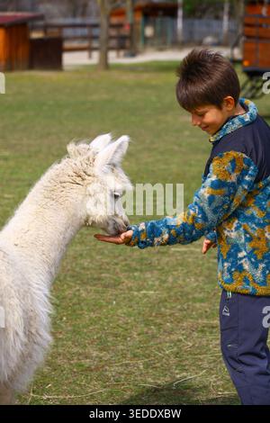 White alpaca eating from child's hand on grass in rural farm or biopark area with wooden structures and open outdoor space. Stock Photo