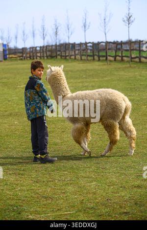 child standing beside light alpaca on grass in rural farm or biopark area with wooden fence and traditional agricultural surroundings highlighting cal Stock Photo