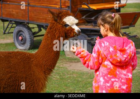 girl feeding brown alpaca on grass in farm or zoo environment with bright patterned jacket and close animal contact typical for petting areas and fa Stock Photo