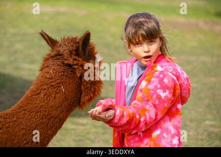 Girl feeding brown llama alpaca on grass in farm environment and close contact between child and animal. Stock Photo