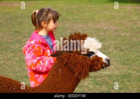 Child in a bright patterned jacket standing beside a light brown alpaca on green grass, Stock Photo