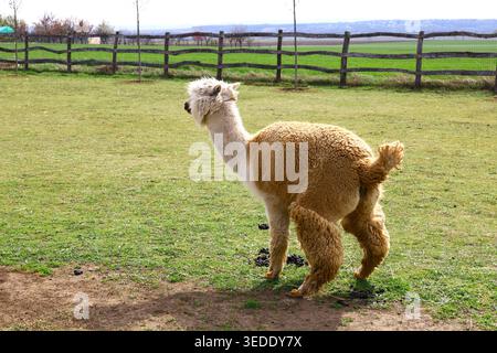 Light brown and white alpaca standing on green grass in a side view,. A light brown and white alpaca (Vicugna pacos) Stock Photo