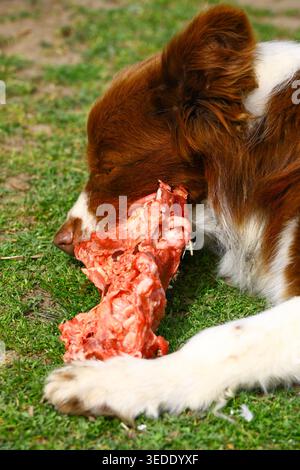brown and white dog lying on uneven green grass while holding a large raw bone between its front paws, its head lowered toward the ground as it chews Stock Photo