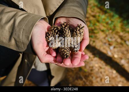 Woman's cupped hands holding a pile of brown pine cones in a sunlit forest Stock Photo