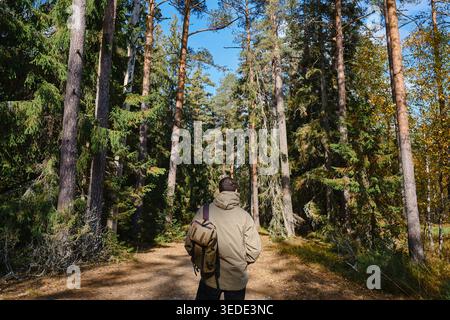 Man with a backpack walking along a path in a tall pine forest on a sunny autumn day Stock Photo