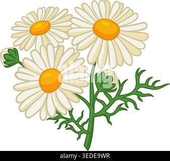 Chamomile flowers. Vector Illustration of a Bouquet of Field White Daisies with Leaves. Design for cards, posters, textiles and more Stock Vector