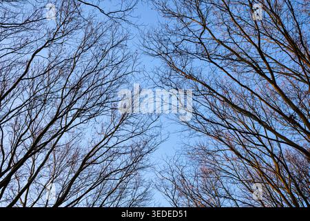 Intertwined leafless branches reaching across the sky, forming a complex organic network. Natural fractal branching resembling data connections Stock Photo