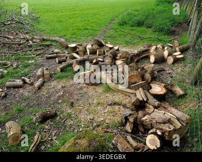 Freshly cut logs and branches from a felled tree are lying on the ground next to a grassy field and wire fence, representing forest management and tim Stock Photo