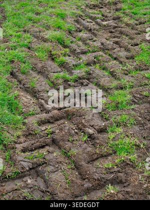 Deep tire treads leaving clear impressions in the churned earth of a grassy field at Rivington, showing the wet, muddy texture of disturbed soil and s Stock Photo