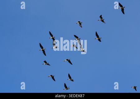 A large group of animals, White-Fronted Geese (Anser albifrons), migrating through the sky over the National Park Neusiedler See in Austria. High alti Stock Photo