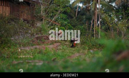 Free range chickens foraging in a lush green rural setting with tropical trees Stock Photo