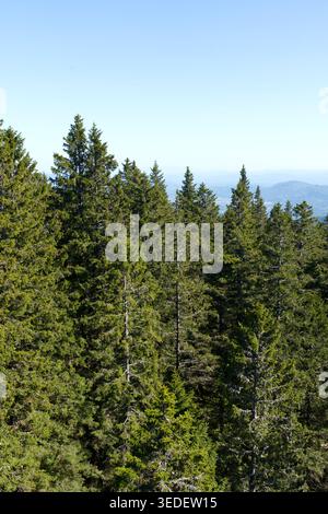 Beautiful view of a dense evergreen forest with tall conifer trees illuminated by sunlight under a clear blue sky. The scene captures the natural beau Stock Photo
