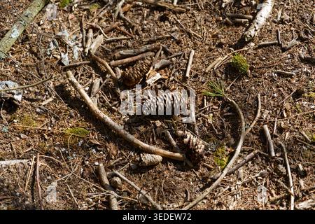Natural forest floor pattern featuring dry spruce cones, pine needles, birch bark, and scattered twigs. Organic woodland ground texture Stock Photo