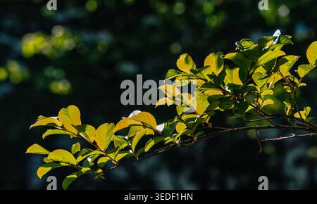A tree branch with bright leaves against a black background. Stock Photo