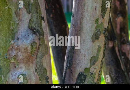 The bark of the Crepe Myrtle tree Stock Photo