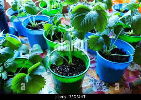 Young strawberry seedlings growing in plastic pots indoors. Stock Photo