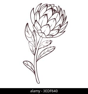 Protea bud black and white line art vector illustration, botanical floral element, minimal exotic flower bud isolated on white Stock Vector