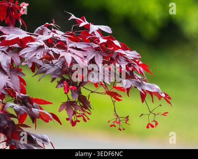 Bright red samaras, winged fruit of the Japanese maple, Acer palmatum 'Bloodgood' among red-bronze spring foliage Stock Photo