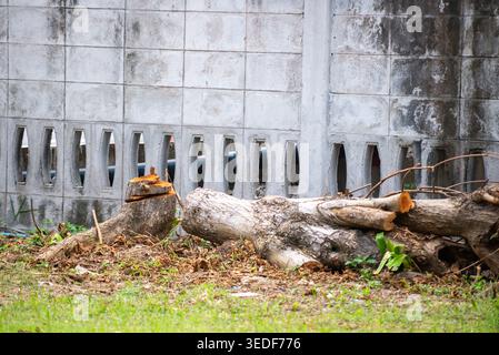A rustic scene featuring tree stumps and logs by a concrete wall surrounded by grass and scattered vegetation, highlighting nature's decay and tranqui Stock Photo