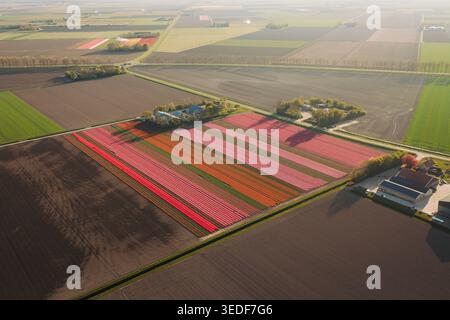 Aerial view of vibrant tulip fields in bloom with farmhouses and agricultural land under soft light Flevoland, Flevoland, Netherlands. Stock Photo