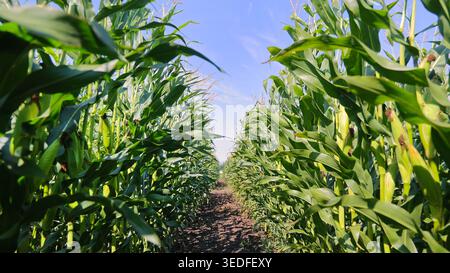 Green Cornfield Rows Under Blue Summer Sky. Tall green corn plants grow in neat agricultural rows under bright sunlight and a clear blue summer sky. Stock Photo