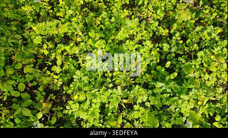 Green Forest Groundcover With Wild Strawberry Leaves. Dense green forest groundcover with wild strawberry leaves, small yellow flowers, and fresh Stock Photo