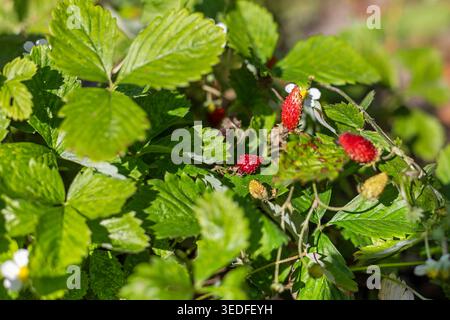Wild Strawberries Ripening Among Green Leaves. Close-up of small wild strawberries ripening on low garden plants with bright green leaves in natural Stock Photo
