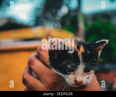 A close-up of a small tricolor calico kitten being held in a person's hand in Dhaka, Bangladesh, photographed on August 19, 2025. Stock Photo