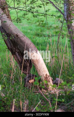 Two trees standing side by side, felled by a beaver Stock Photo