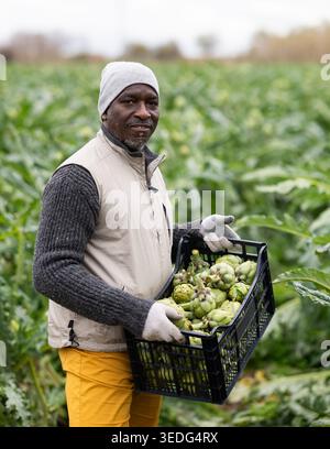 African man works in field, harvesting picking artichokes. Stock Photo