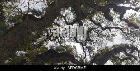 View from below, green leaves and branching branches of a lush tree, Sintra Cascais Natural Park, Portugal Stock Photo