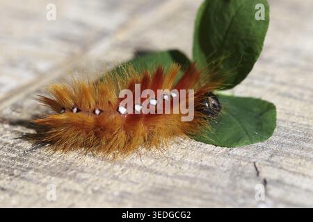 Maple Bark Owl (Acronicta aceris), caterpillar, orange, colourful, bristles, conspicuous Stock Photo