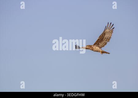 Short toed snake eagle (Circaetus gallicus) is flying gracefully with outstretched wings, searching for prey against the clear, vast expanse of a brig Stock Photo