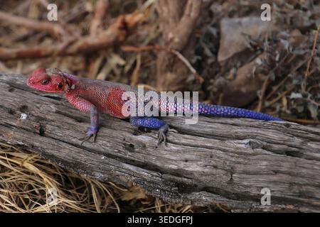 Vibrant red headed rock agama Mwanza flat-headed rock agama (Agama mwanzae), perches on a bleached animal skull in the arid savanna, vivid contrast of Stock Photo