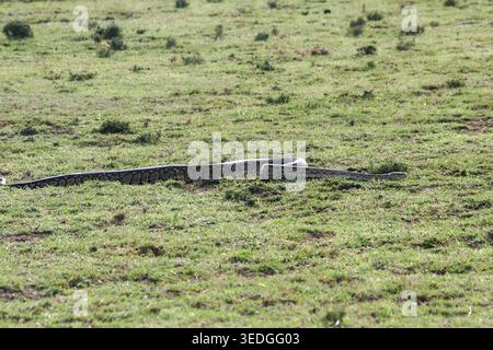 African rock python (Python sebae) resting on dry ground, showcasing intricate brown patterned scales and watchful eye in Kenyan savanna habitat, non Stock Photo