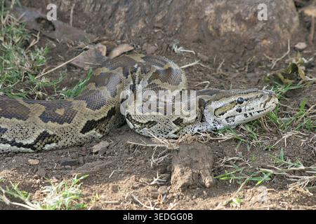 African rock python (Python sebae) resting on dry ground, showcasing intricate brown patterned scales and watchful eye in Kenyan savanna habitat, non Stock Photo