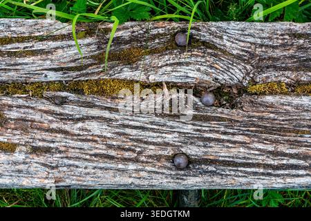 Weathered and cracked wooden bench plank with rusty nails and moss growing in the splits Stock Photo